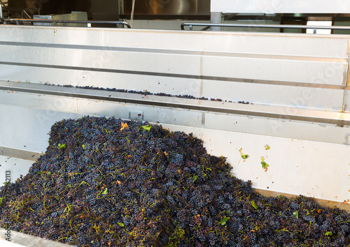 Blue grapes in press machine in winery