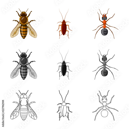 Vector illustration of insect and fly sign. Set of insect and element stock vector illustration. © Svitlana