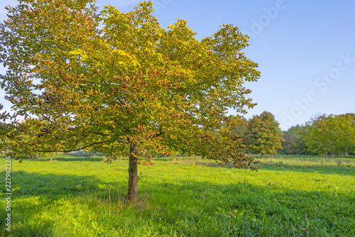 Chestnuts in a green field below a blue sky in sunlight at fall