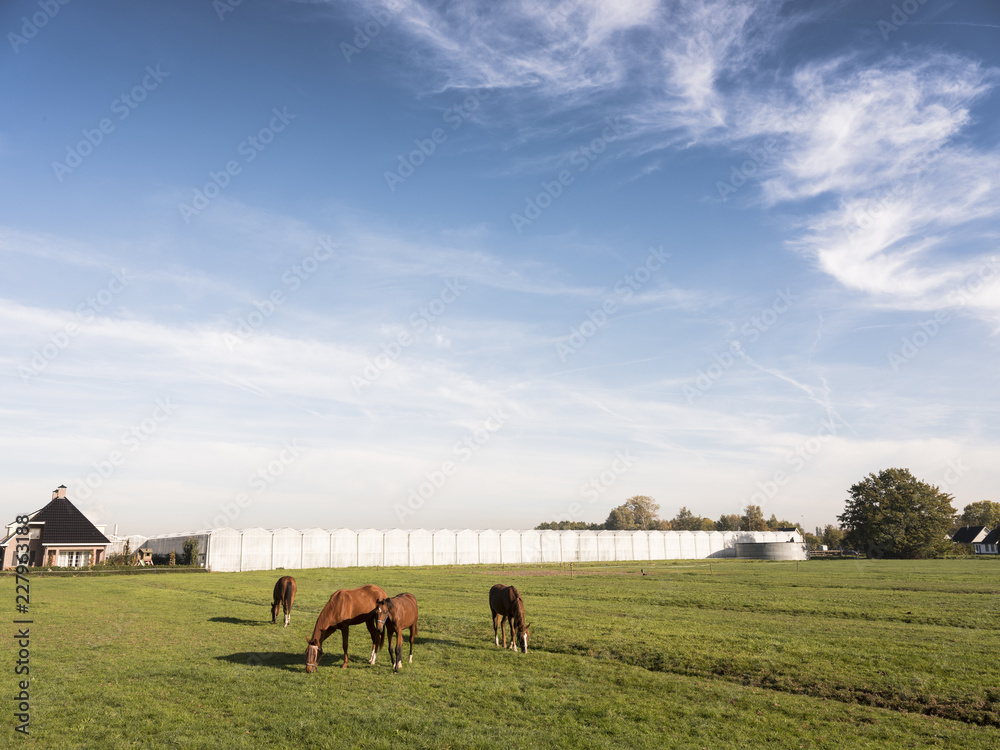 Fototapeta premium horses graze in green meadow near greenhouses between zaltbommel and Brakel in noord-brabant in the netherlands