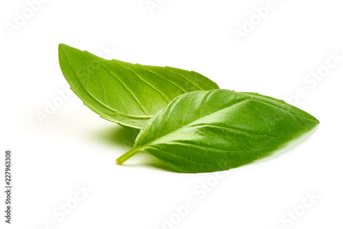 Fresh Green Basil Leaves Spice, closeup, isolated on a white background.