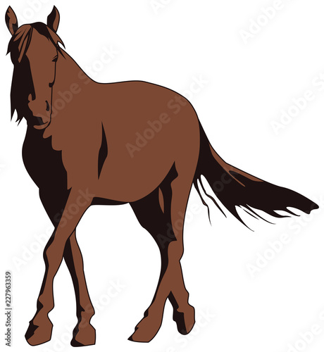 Brown horse isolated on white background.