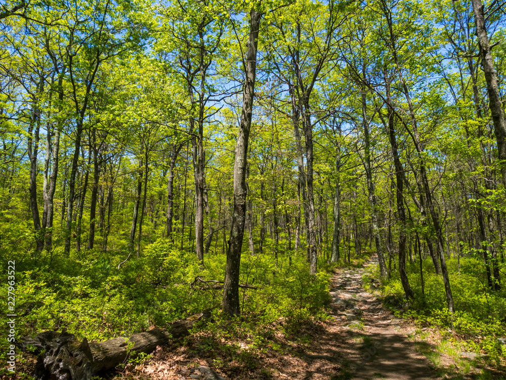 Fototapeta premium Forest Trail in Summer, Lush Green Woodland, Appalachian Trail