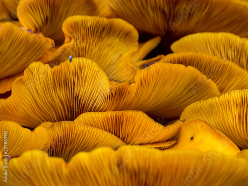 фотографія Orange Mushrooms Close Up, Jack O Lantern Fungus