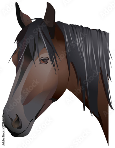 Portrait of a dark brown horse with a black mane.