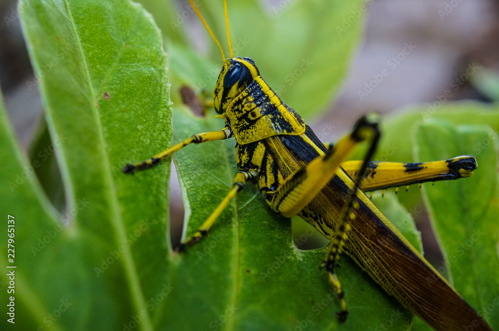 Fototapeta premium Grasshopper Closeup 2