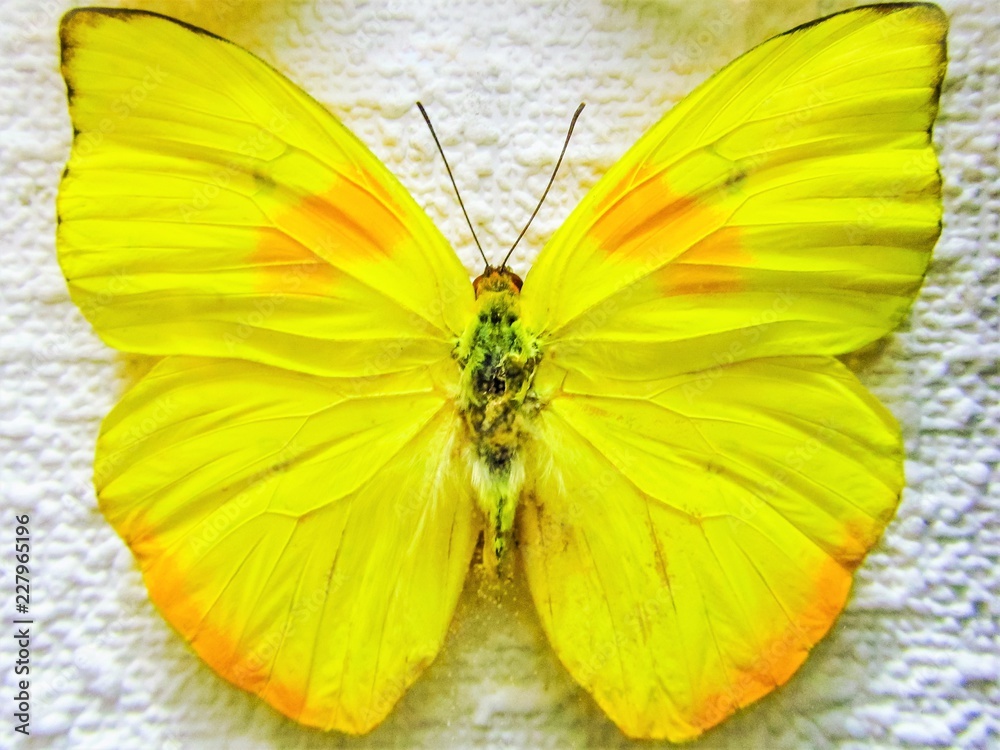 Fototapeta premium Orange-barred sulphur. Phoebis philea. Butterfly on canvas