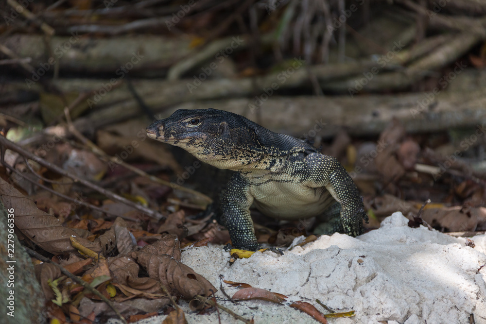 monitor lizard climbing from the water monitor lizard climbing from the water