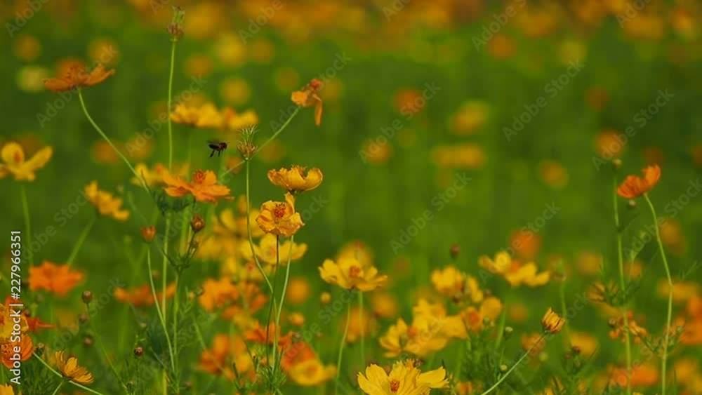 Close-up of bee goes around Cosmos and yellow Starship field,to eat pollen. Close-up of bee goes around Cosmos and yellow Starship field,to eat pollen.