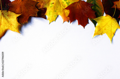 Frame of colorful autumn leaves isolated on white  copy space