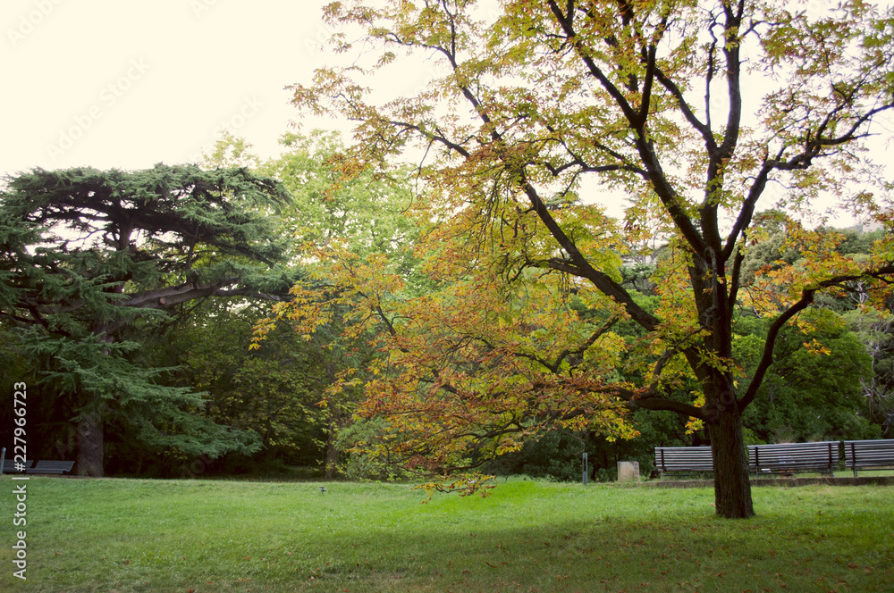 Autumn or summer park, landscape and nature