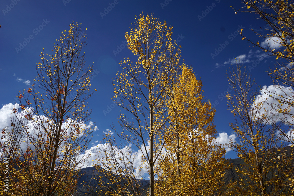 Fototapeta premium The ya river landscape in Tibet, China