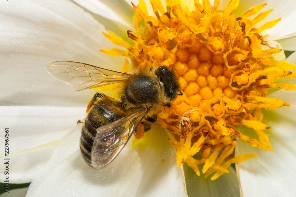 Pszczoła makro - obrazy, fototapety, plakaty 