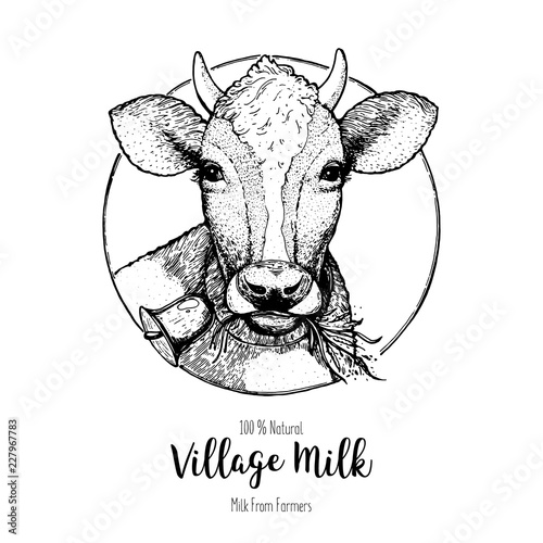 Cow logo vector illustration. Vintage label. Sketch design for packaging