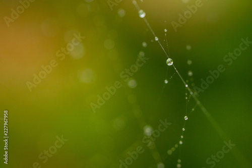 Close up spider web decorated by rain drops with blurred colorful green background