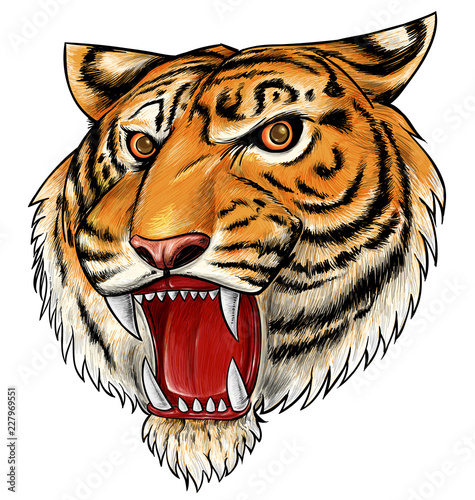 Fototapeta Naklejka Na Ścianę i Meble -   hand drawn tiger isolated on white background