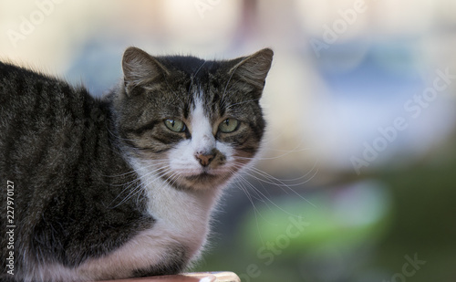 cat