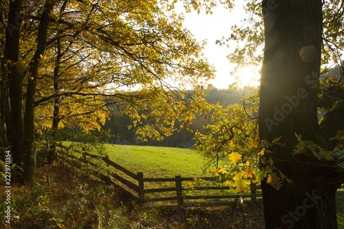 Herbstblätter