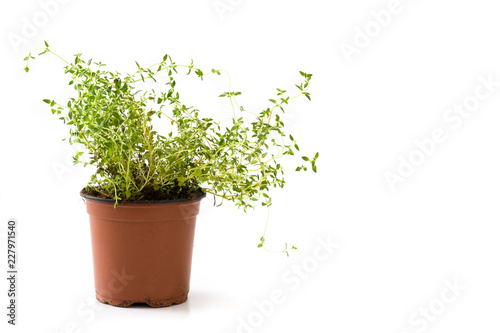 Pot with thyme plant isolated on white background. Copyspace © chandlervid85