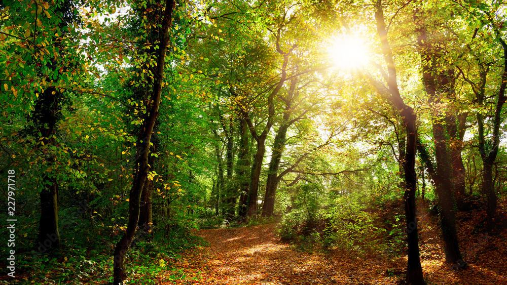 Autumn forest with path and bright sun