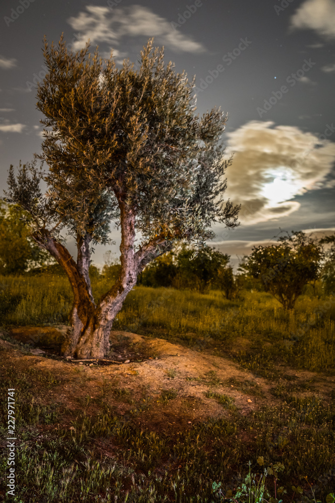 murky lonely landscape at night with trees and clouds murky lonely landscape at night with trees and clouds