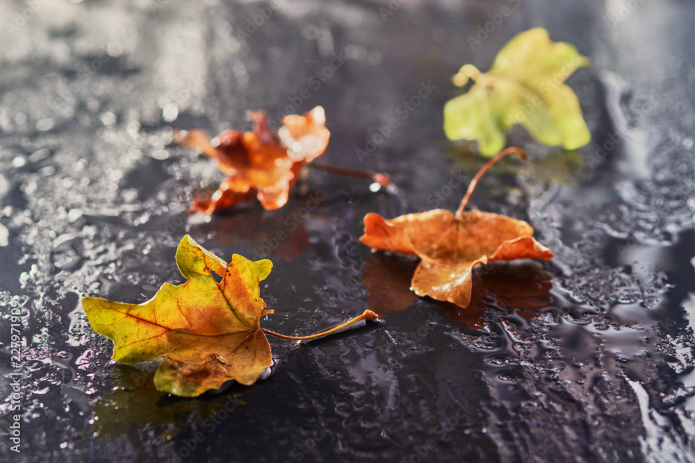 autumn leaves on a wet stone surface autumn leaves on a wet stone surface