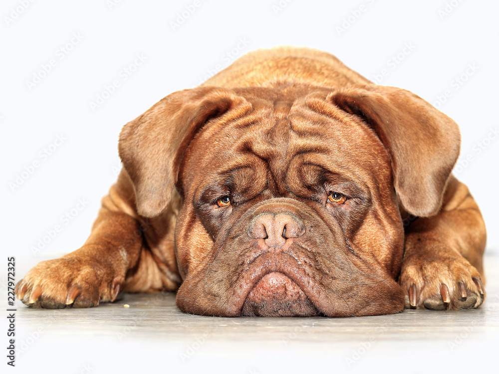 Big dog moloss French Mastiff