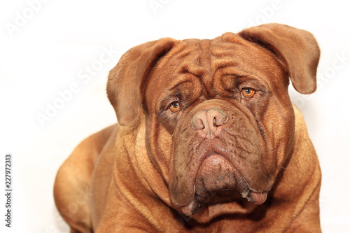 Big dog moloss French Mastiff