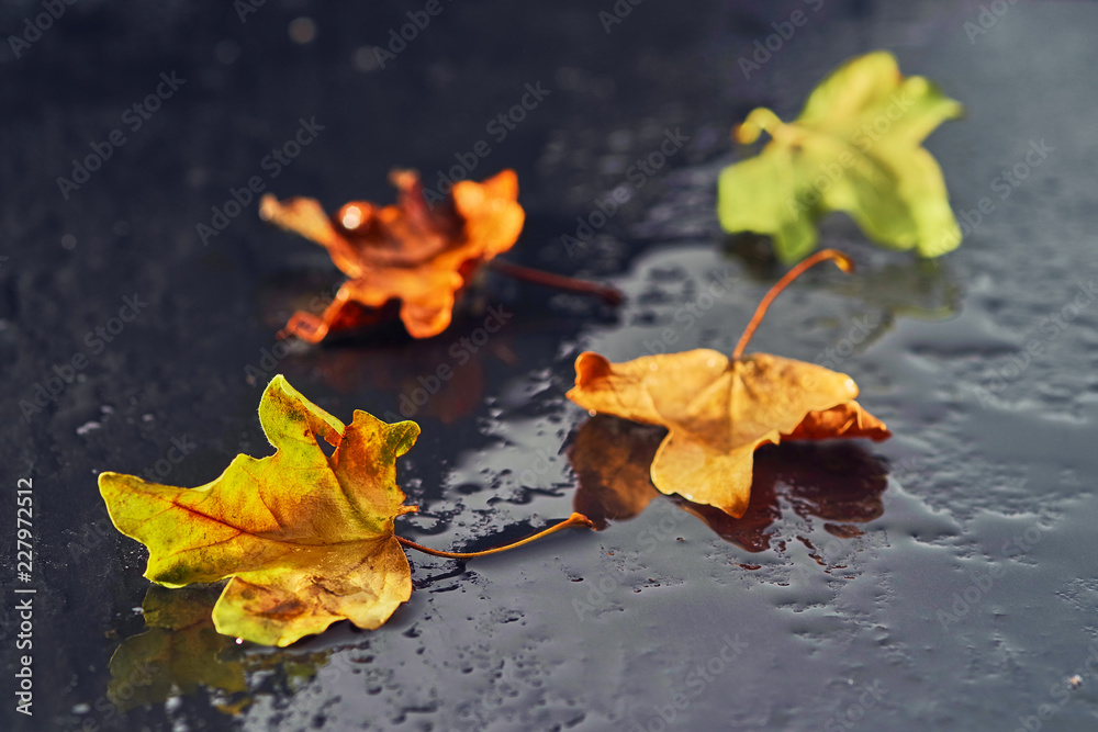 autumn leaves on a wet stone surface autumn leaves on a wet stone surface