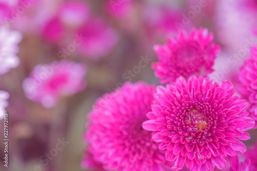 Colorful flowers chrysanthemum made with gradient for background,Abstract,texture,Soft and Blurred style.postcard.