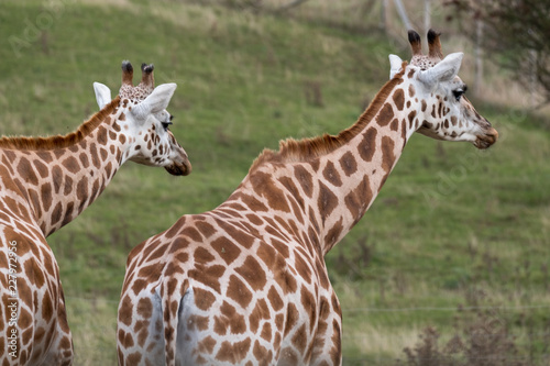 Fototapeta Naklejka Na Ścianę i Meble -  Two giraffes looking in the same direction, photographed in Port Lympne Safari Park at Ashford, Kent, UK