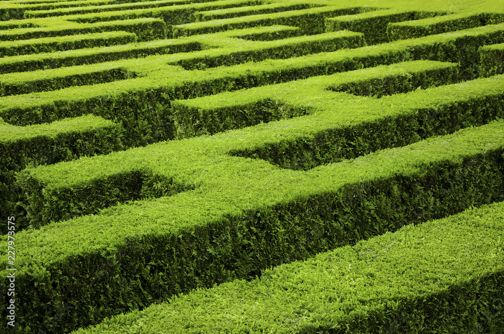 Green labyrinth from a hedge.
