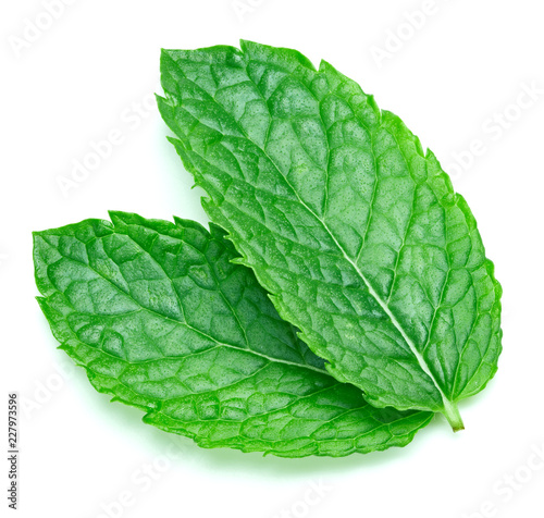 mint leaves isolated