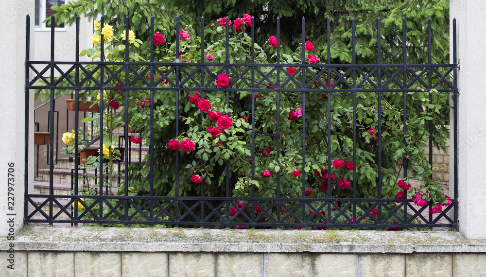 Obraz premium Blooming rose bush.