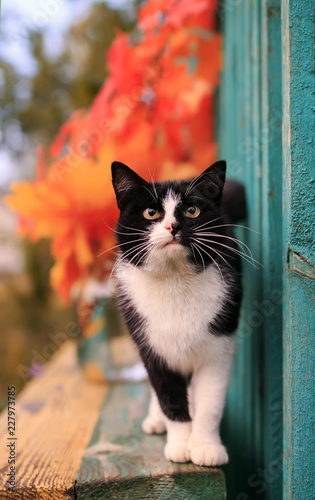 beautiful cat in autumn Park stands on benches among leaves and branches of b...