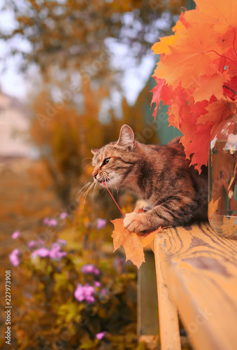 beautiful striped cat in the autumn garden on a bench playing with a bright r...