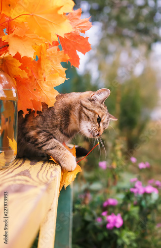 beautiful striped cat in the autumn garden on a bench playing with a bright r...