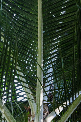 Palm tree close up