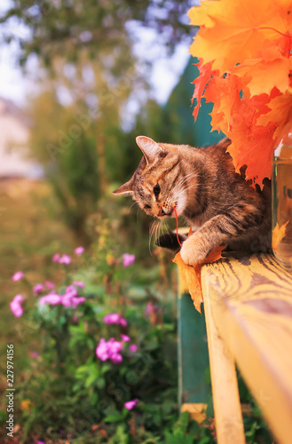 striped cat in the autumn garden on a bench playing with a bright red maple leaf