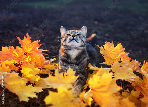 beautiful striped cat in the Park plays in both the bright foliage of red and...