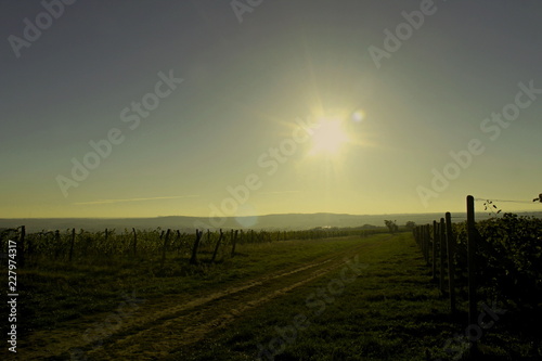 Znojmo - sunrise over the vineyard