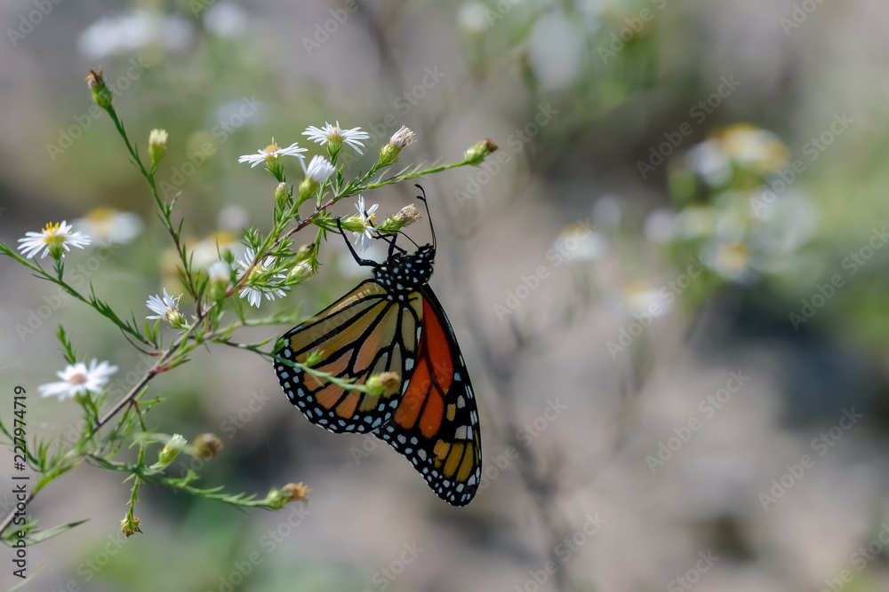Obraz premium Close-Up of a Butterfly and a Flower