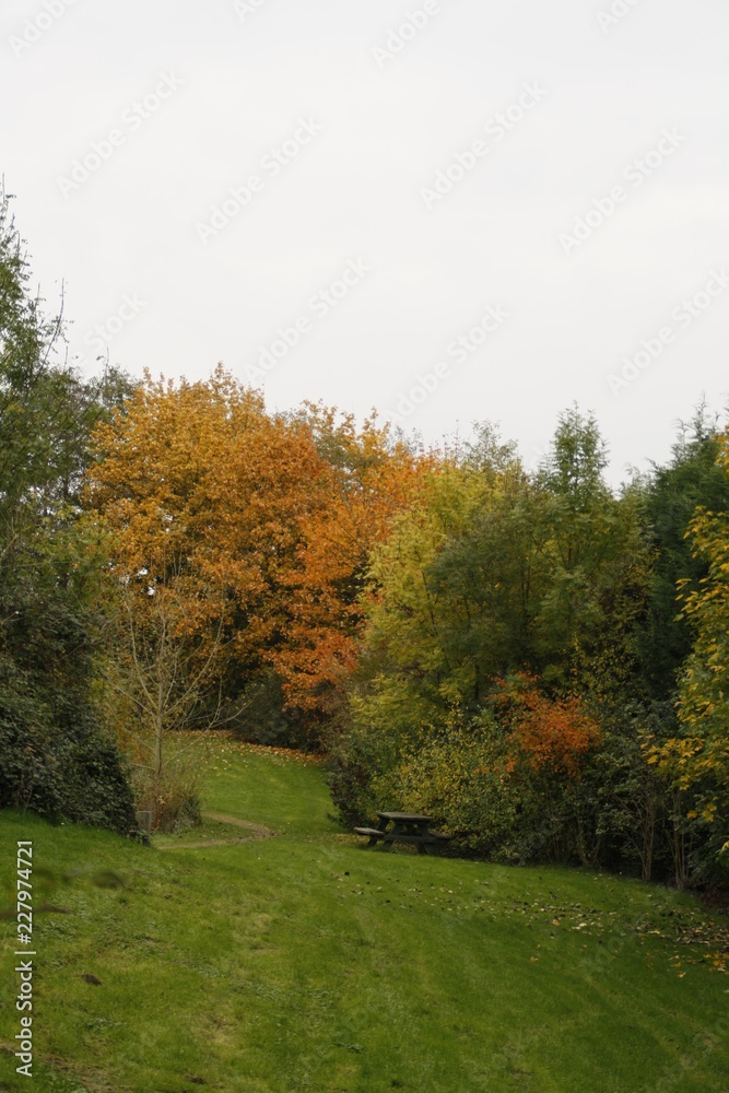 ARBRES D'AUTOMNE