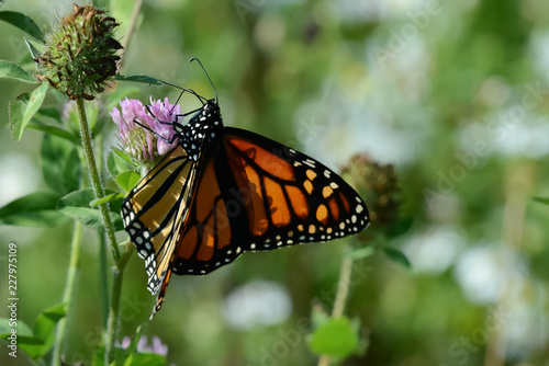 Close-Up of a Butterfly and a Flower © Stephanie