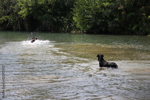 chien à la rivière cane corso