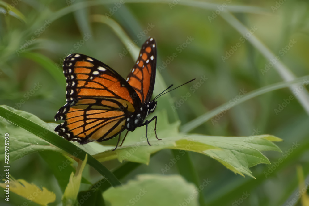 Close-Up of a Butterfly Landed on a Leaf Close-Up of a Butterfly Landed on a Leaf