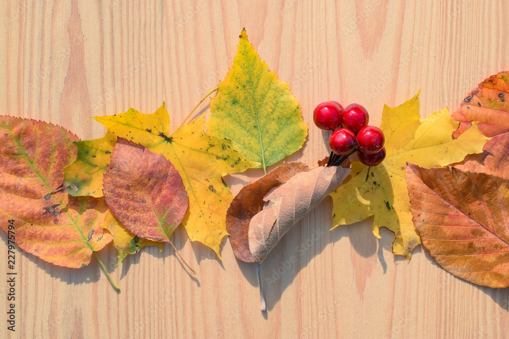 Obraz premium Herbstlaub bunt und rote Beere auf Holz Hintergrund mit feinem Muster