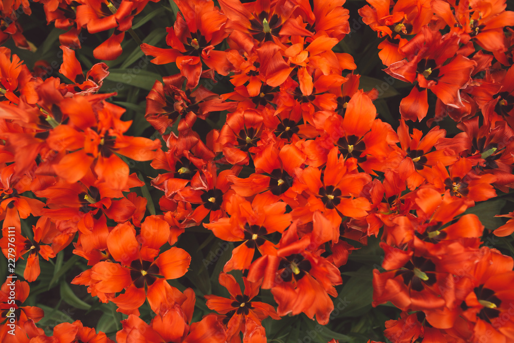 Fototapeta premium Spring