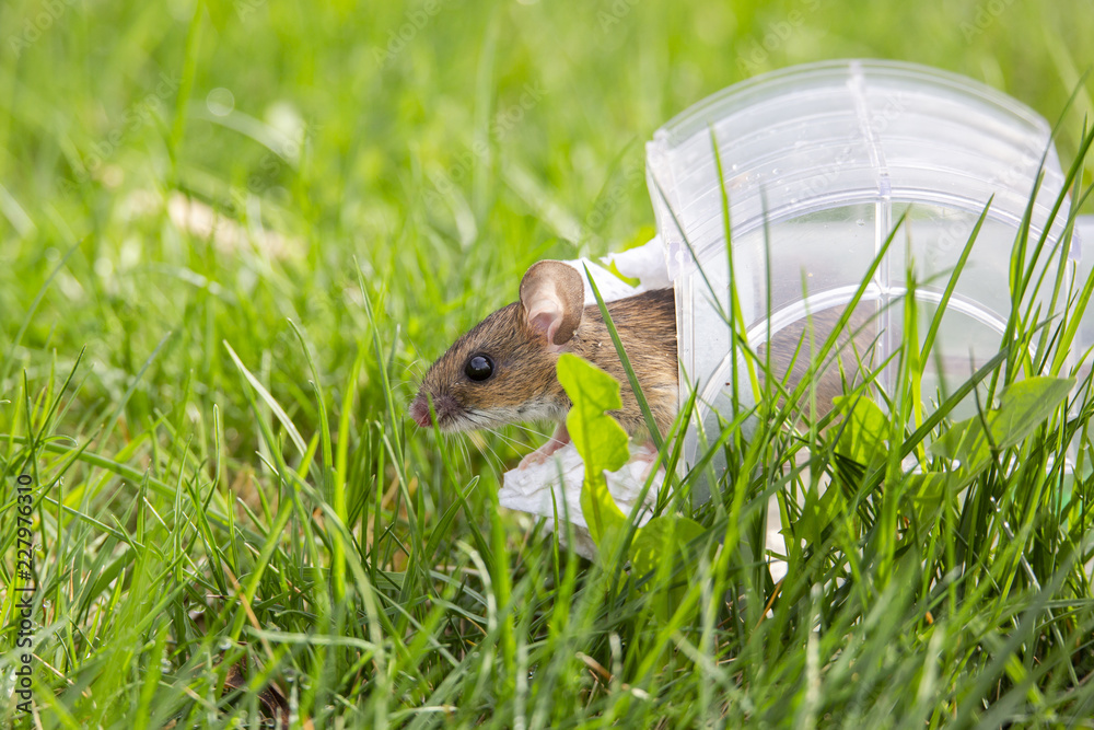 Maus in Falle wird freigelassen Stock Photo Adobe Stock