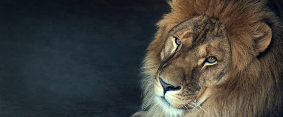 Ingelijste posters Voor haar Afrikaanse leeuw close-up portret  © Chepko Danil